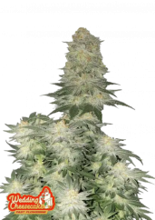 Fast Buds Semi di Cannabis Wedding Cheesecake FF