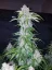 Semillas de Marihuana Fast Buds Six Shooter Auto