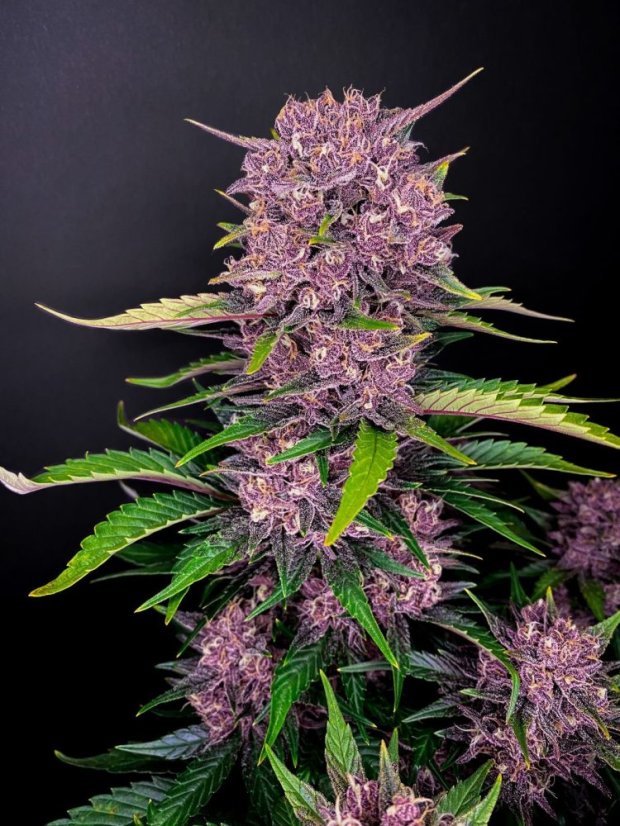 Semillas de Marihuana Fast Buds Purple Lemonade Auto