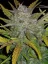 Semillas de Marihuana Fast Buds Rhino Ryder Auto