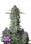 Fast Buds Cannabis Seeds Purple Punch Auto