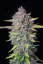 Fast Buds Żrieragħ tal-Kannabis Purple Punch Auto