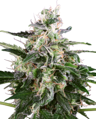 Sensi Seeds Semillas de cannabis White Skunk Automatic Feminizadas de White Label, 3-10 uds.