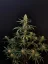 Fast Buds Cannabis Seeds Jack Herer Auto