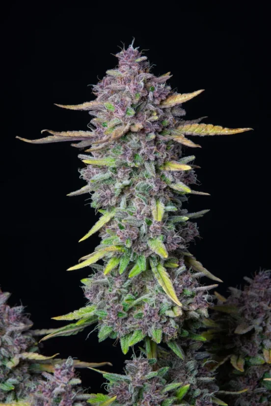 Fast Buds Esrar Tohumları Purple Punch Auto