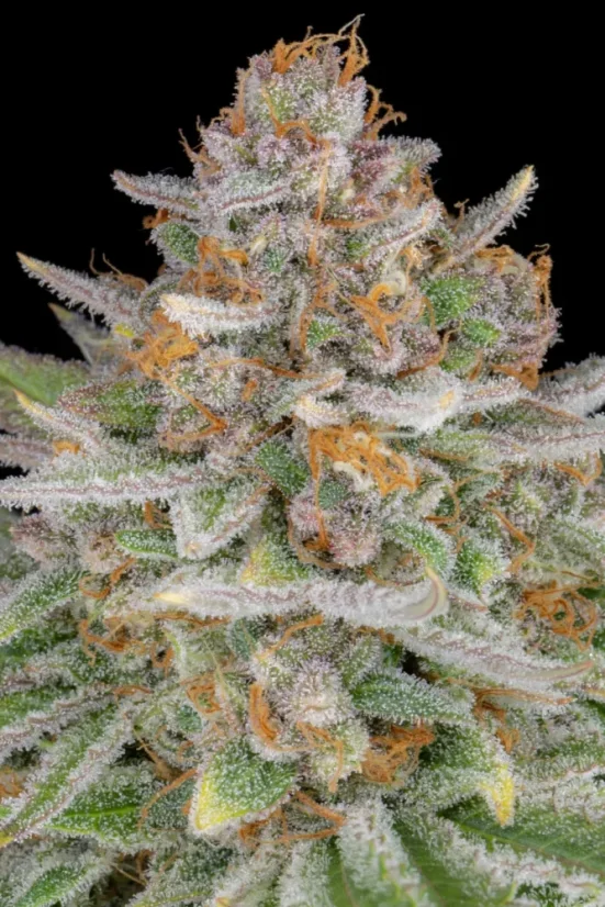 Fast Buds Żerriegħa tal-Kannabis Strawberry Pie Auto