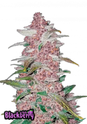 Fast Buds Cannabis Seeds Blackberry Auto