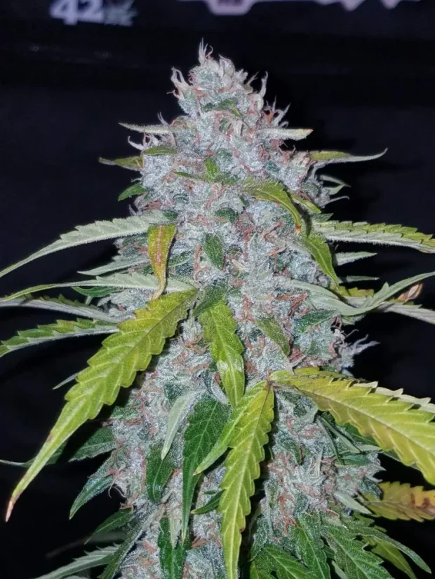 Semillas de Marihuana Fast Buds Six Shooter Auto