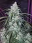 Semillas de Marihuana Fast Buds Pineapple Express Auto