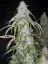 Semillas de Marihuana Fast Buds Six Shooter Auto