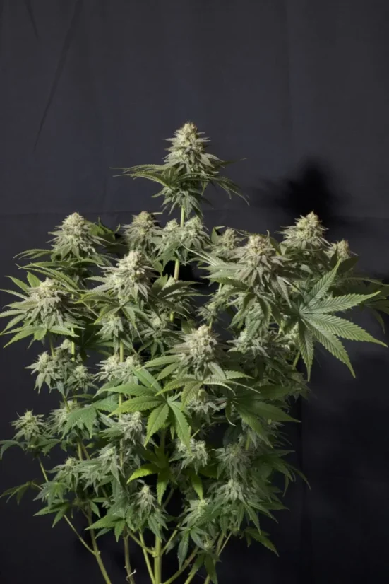 Fast Buds Cannabis Seeds Orange Sherbet FF