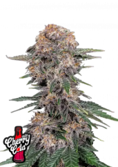 Fast Buds Esrar Tohumları Cherry Cola Auto