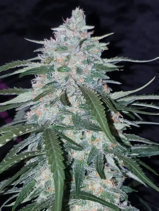 Semillas de Marihuana Fast Buds Pineapple Express Auto