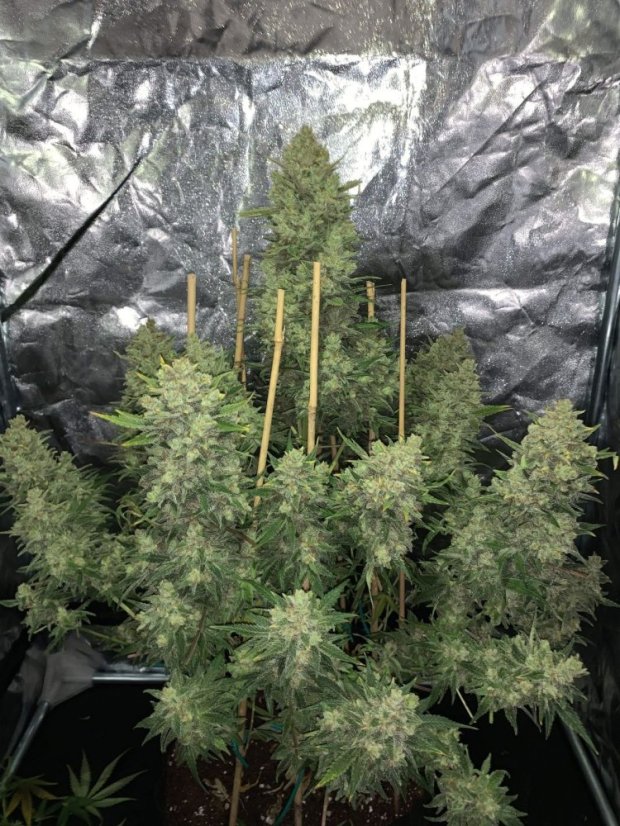 Fast Buds Hanfsamen OG Kush Auto