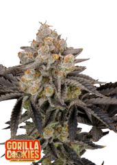 Fast Buds Wietzaden Gorilla Cookies FF