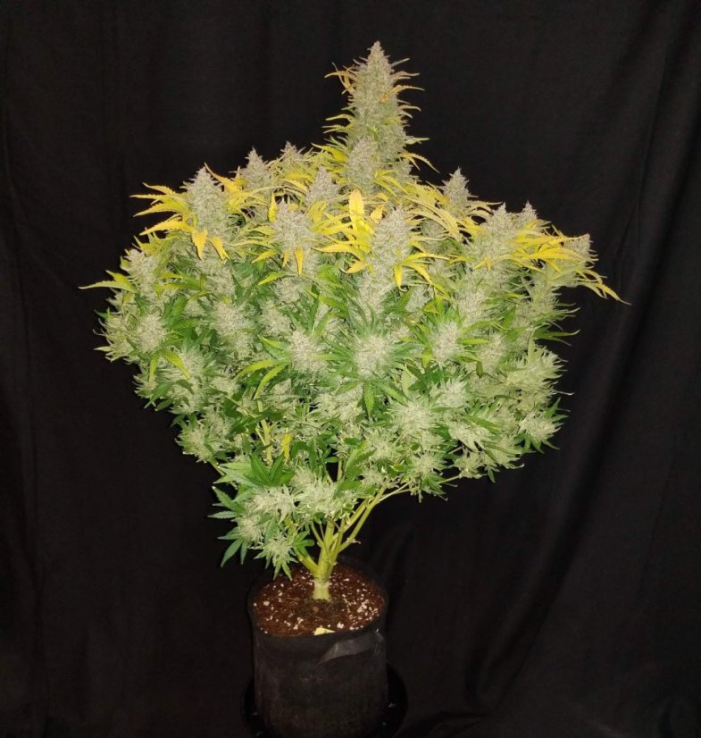 Semillas de Marihuana Fast Buds Rhino Ryder Auto