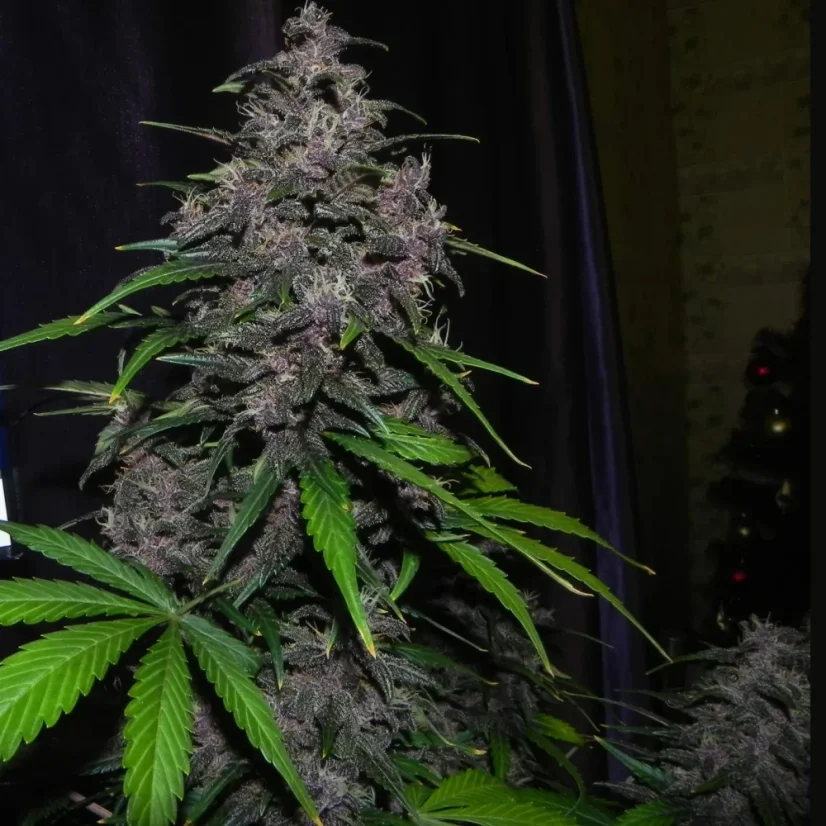 Semillas de Marihuana Fast Buds LSD-25 Auto