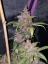 Semillas de Marihuana Fast Buds LSD-25 Auto