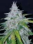 Semillas de Marihuana Fast Buds Six Shooter Auto