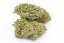 HHC Flower Tropical Kush 10%, 100 g - 10.000 g