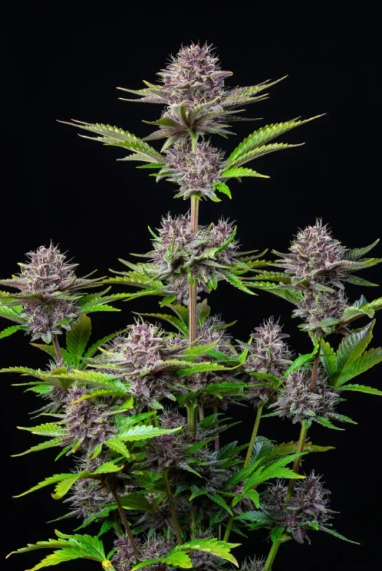 Fast Buds Cannabis Frø Lilla Punch Auto