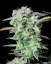 Fast Buds Seminte de Canabis Strawberry Banana Auto