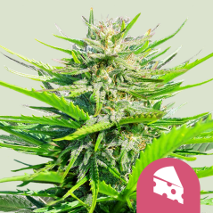 Royal Queen Seeds Краљевски сир од семена канабиса - Фаст Феминизед