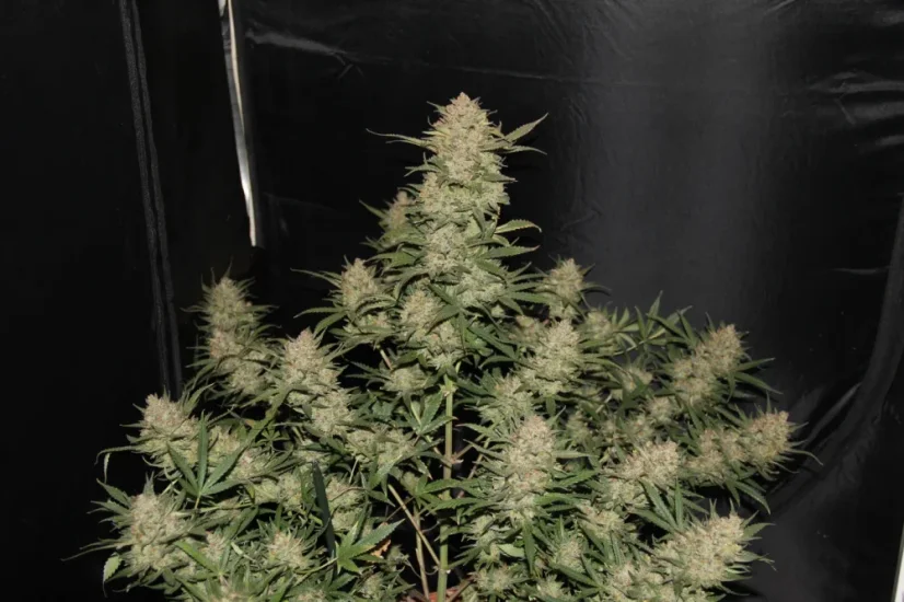 Fast Buds Bibit Ganja OG Kush Auto