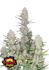 Semillas de Marihuana Fast Buds Galletas Tropicana Auto