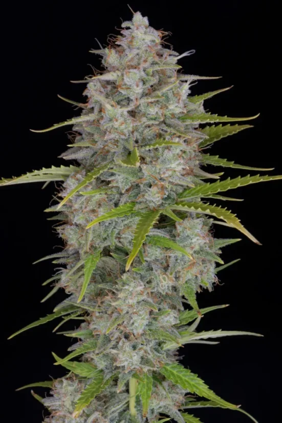 Fast Buds Seminte de canabis Orange Sherbet Auto