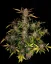 Semillas de Marihuana Fast Buds Ztrawberriez Auto