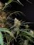 Fast Buds Bibit Ganja Jack Herer Auto