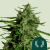 Royal Queen Seeds Semillas de Marihuana Titan F1 Auto