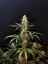 Fast Buds Cannabis Frø Jack Herer Auto