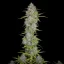 Fast Buds Seminte de canabis Orange Sherbet Auto