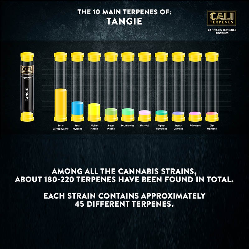 Cali Terpenes - TANGIE, 1 ml