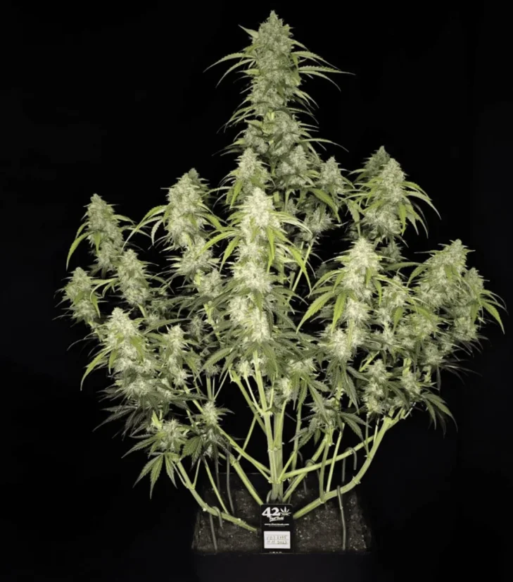 Semillas de Marihuana Fast Buds Papaya Cookies Auto