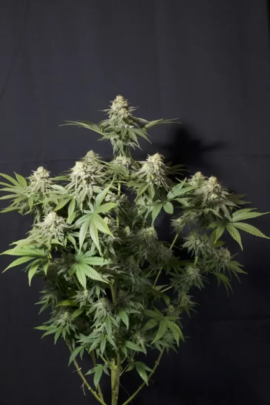 Fast Buds Żerriegħa tal-Kannabis Orange Sherbet FF