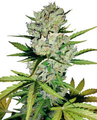 Sensi Seeds Semillas de cannabis Super Skunk Automatic Feminizadas de White Label, 3-10 uds.