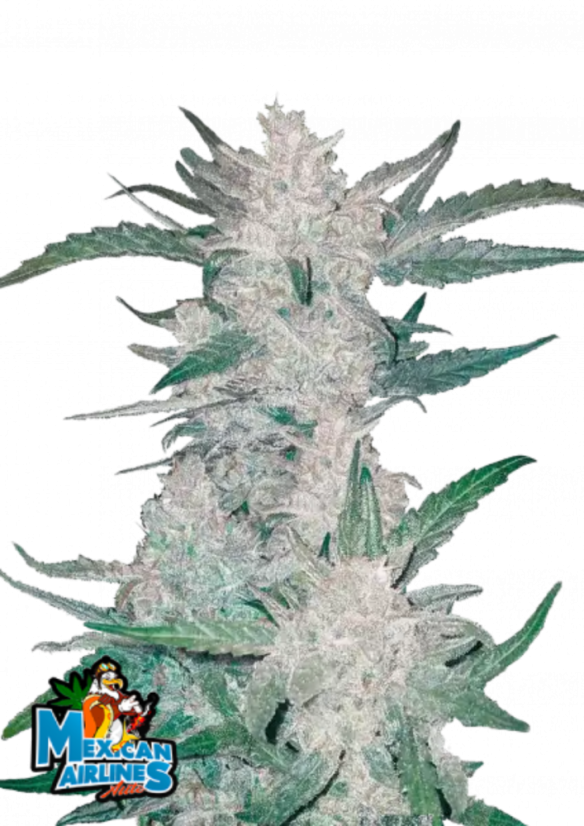 Semillas de Cannabis Fast Buds Mexican Airlines Auto