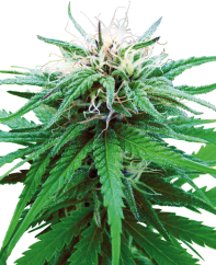 Sensi Seeds Ganja Ruderalis Indica® Biasa, 10 buah