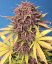 Semillas de Marihuana Fast Buds Purple Lemonade Auto