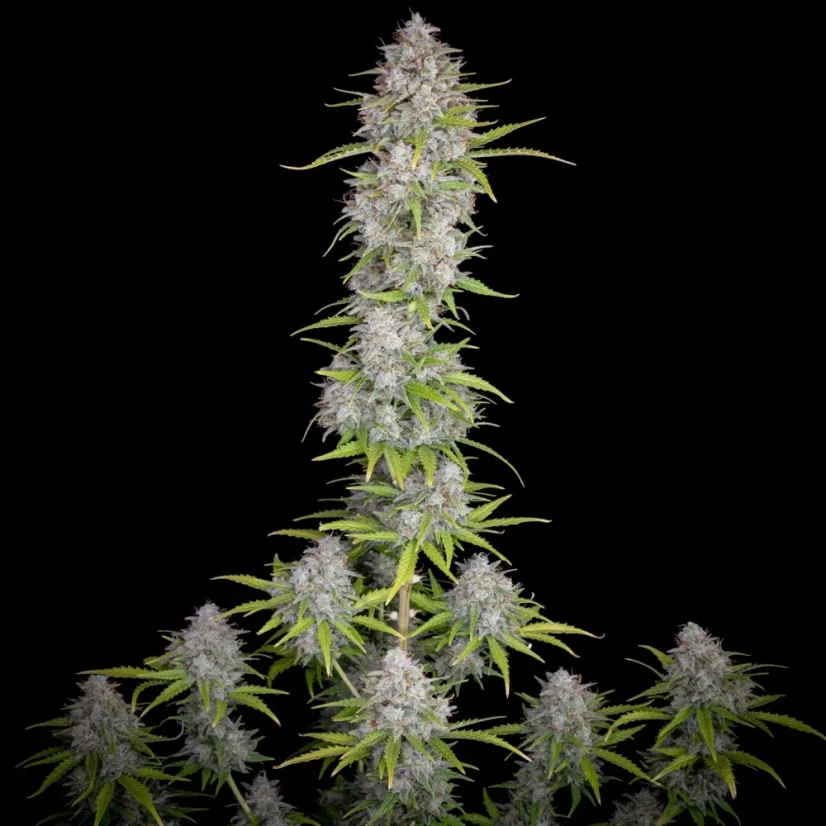 Fast Buds Seminte de canabis Orange Sherbet Auto