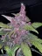 Semillas de Marihuana Fast Buds LSD-25 Auto