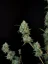 Fast Buds Esrar Tohumları Jack Herer Auto