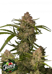 Semillas de Marihuana Fast Buds Guayaba Auto