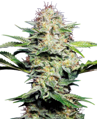 Sensi Seeds Biji Ganja Sensi Skunk Automatic® Feminized, 3-10 pcs