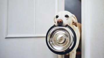 CBD for appetite in dogs