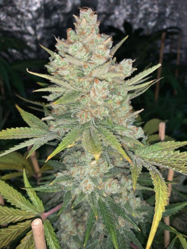 Sementes de cannabis Fast Buds OG Kush Auto