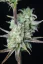 Fast Buds Seminte de Canabis Strawberry Banana Auto